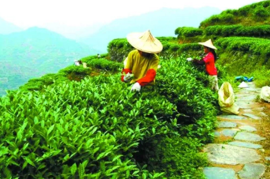 绿茶工艺流程