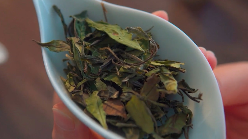 安吉白茶是十大名茶之一吗