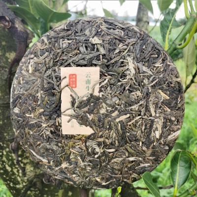 易武乔木普洱茶 云南生茶饼  357克原始森林生态茶叶源产地大货